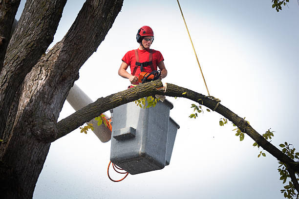 Best Affordable Tree Service  in Ben Wheeler, TX